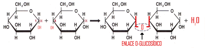 enlace glucosidico