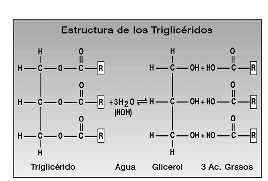 trigli