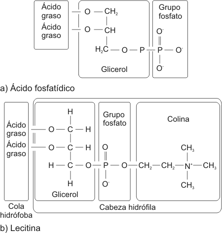 fosfolipidos