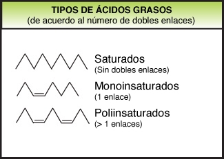 tiposacidosgrasos