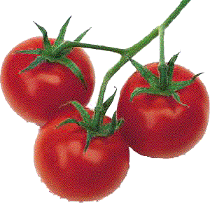 tomates