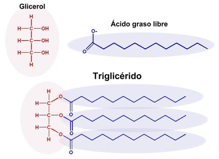 triglicerido