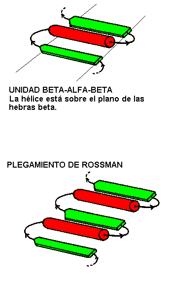 Motivo de Rossmann