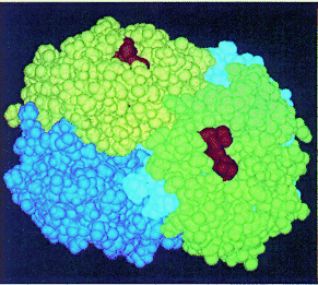 proteina globular