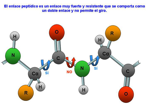 enlce peptidico