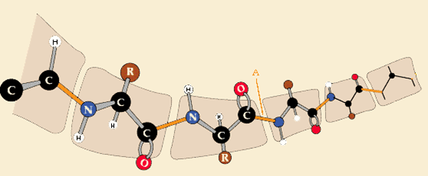 estructura peptido