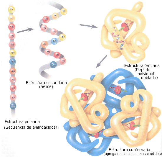 cuaternaria