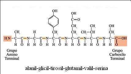 peptido