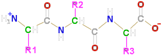 PEPTIDO