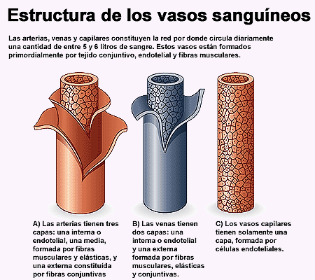 vasos