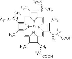 citocromo c