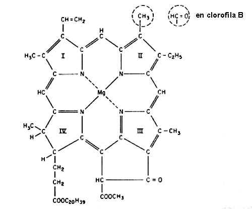 clorofila