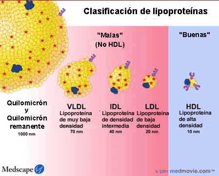 lipoproteinas