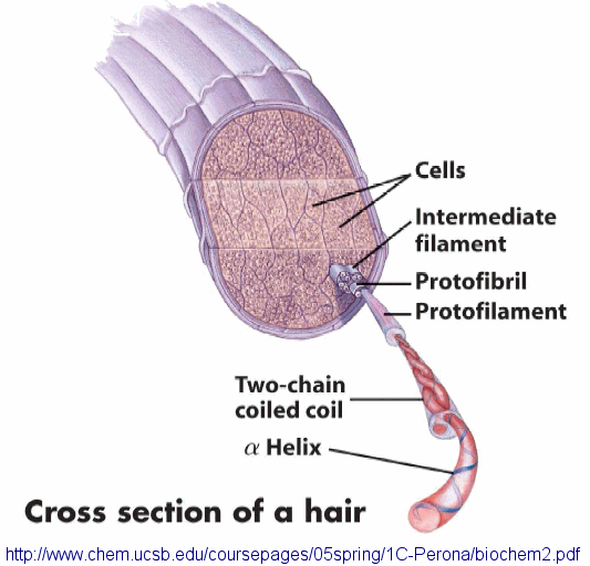 pelo