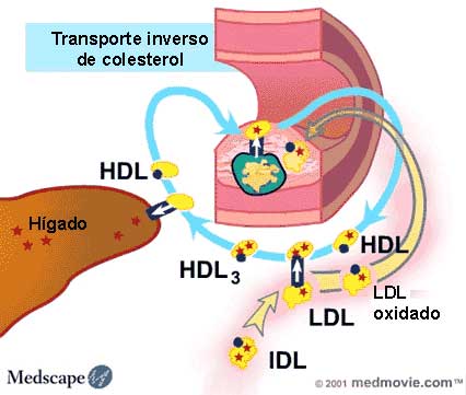 Transporte de colesterol