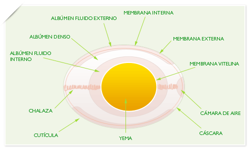 huevo