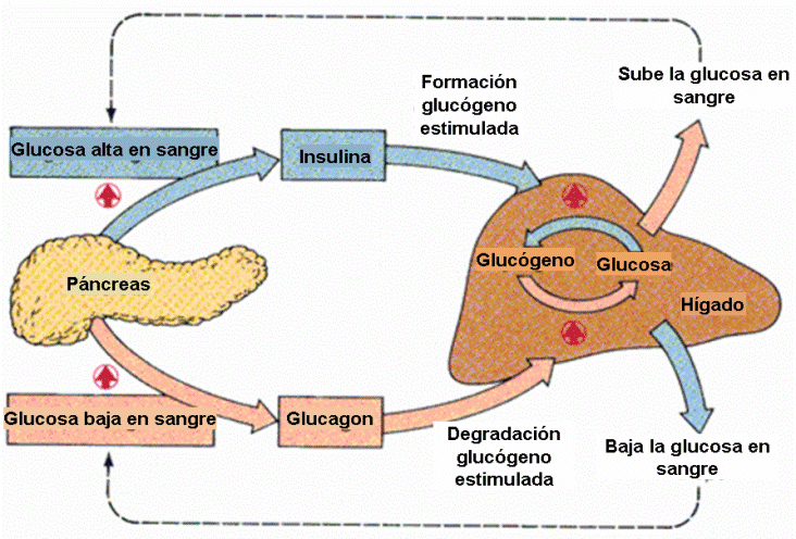 Control de glucosa: insulina