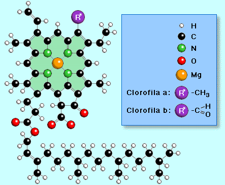 Clorofila