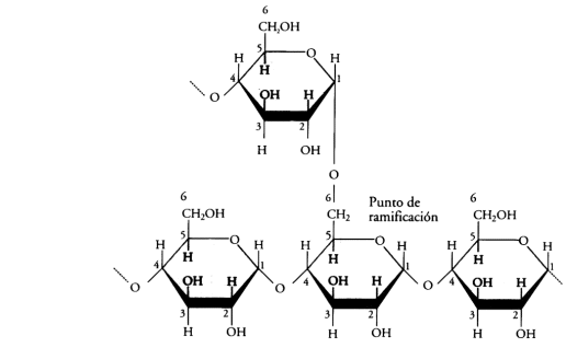 amilopectina