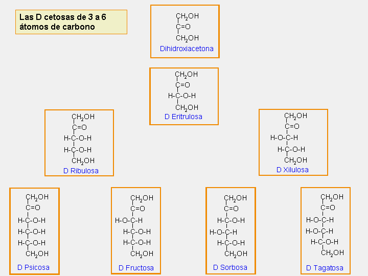 cetosas