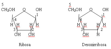 desoxirribosa