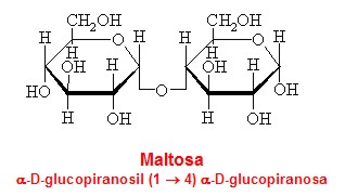 maltosa