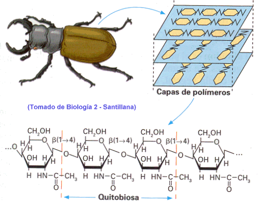 quitina