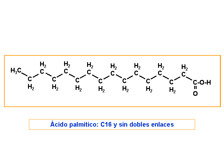 palmitico