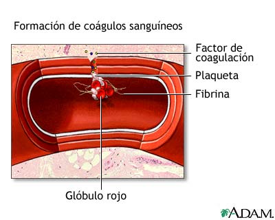 Coagulación de la sangre, vasos