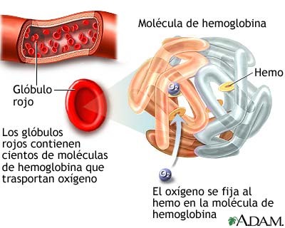 Trnasporte de O, hemoglobina