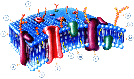 Membrana plasmática