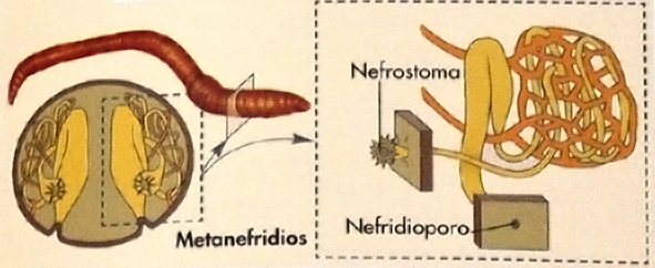 Anelidos-metanefridios-anél.jpg