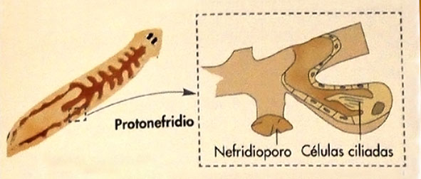 Platelmintos-protonefridios.jpg