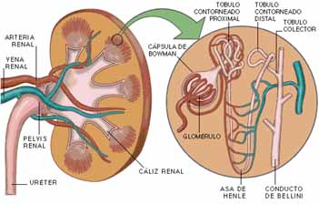 riñon_y_nefrona.jpg