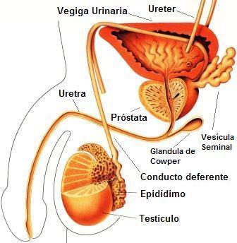 reproductormasc