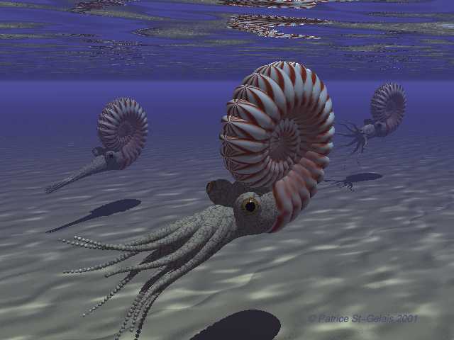 Ammonites