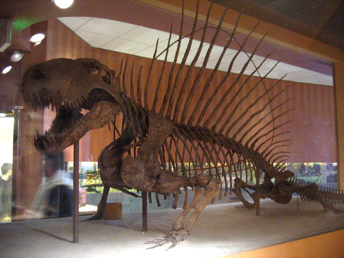 Dimetrodon fsil