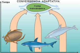 Convergencia evolutiva