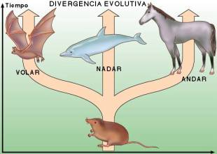 Divergencia evolutiva