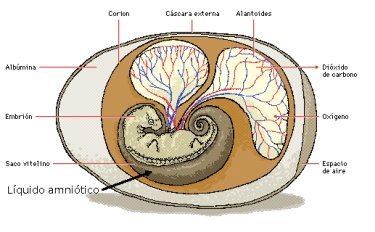 Huevo amniota