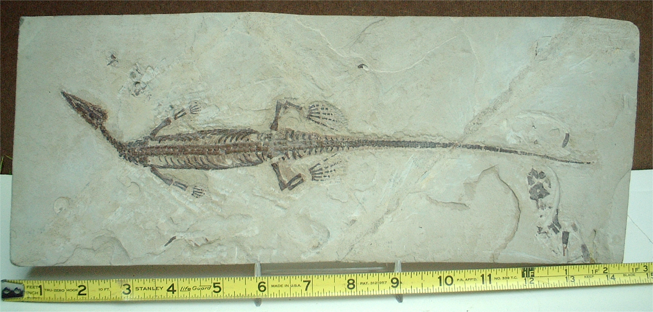 Mesosaurus fsil