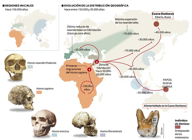 Evoluci N Humana