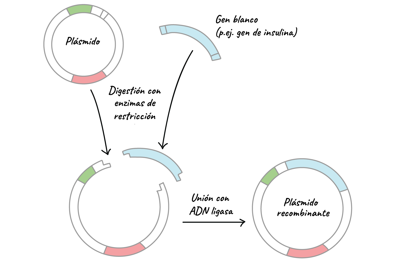 Genética Molecular