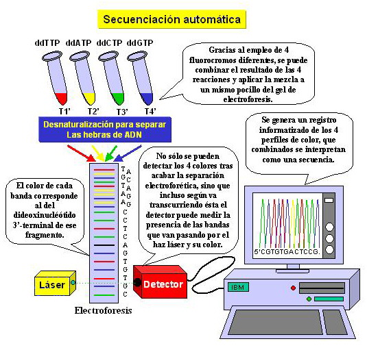 Genética Molecular 6093