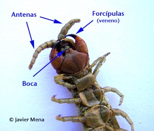 cabeza escolopendra