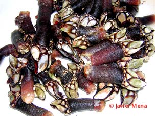 percebes