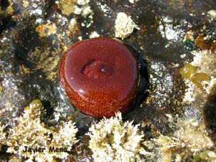 Actinia