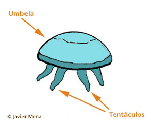 anatoma medusa