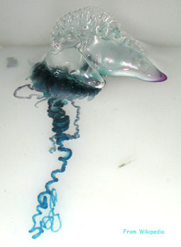 portuguese man-of-war