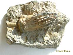 crinoideo fósil